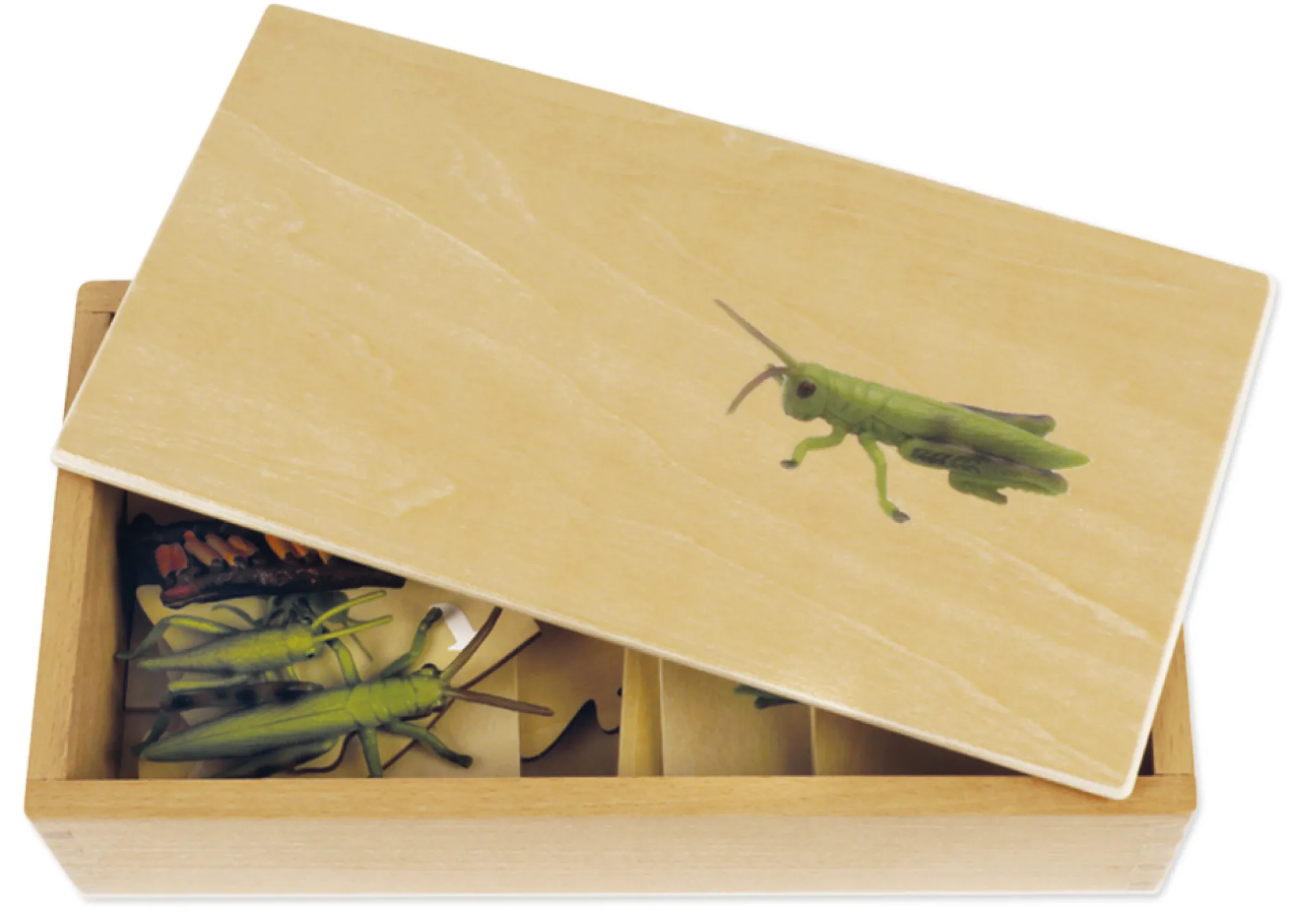 TimeTEX Lebenszyklus einer Heuschrecke, in Holzbox "Montessori Premium"