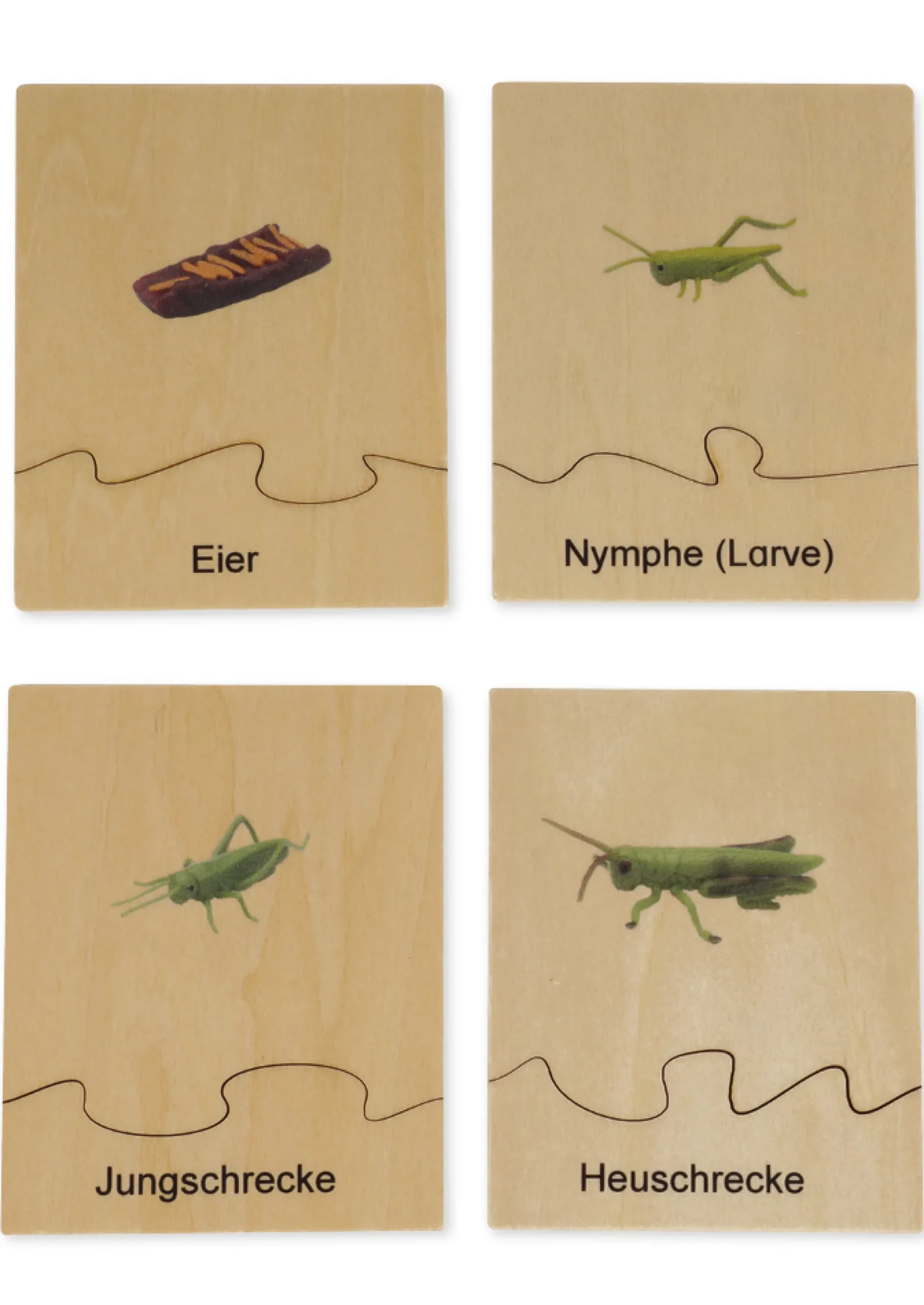 TimeTEX Lebenszyklus einer Heuschrecke, in Holzbox "Montessori Premium"