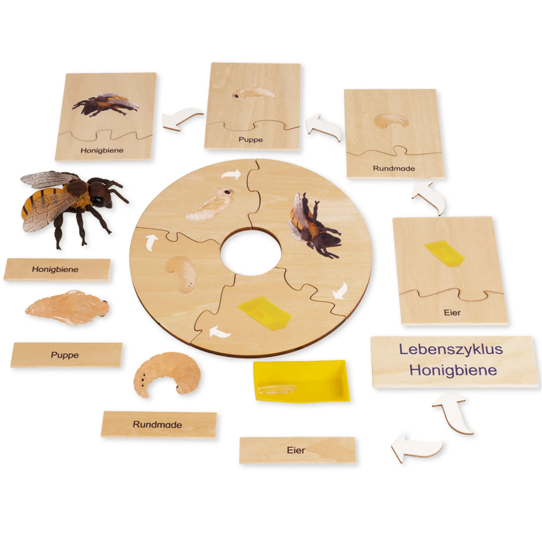 TimeTEX Lebenszyklus einer Honigbiene, in Holzbox "Montessori Premium"