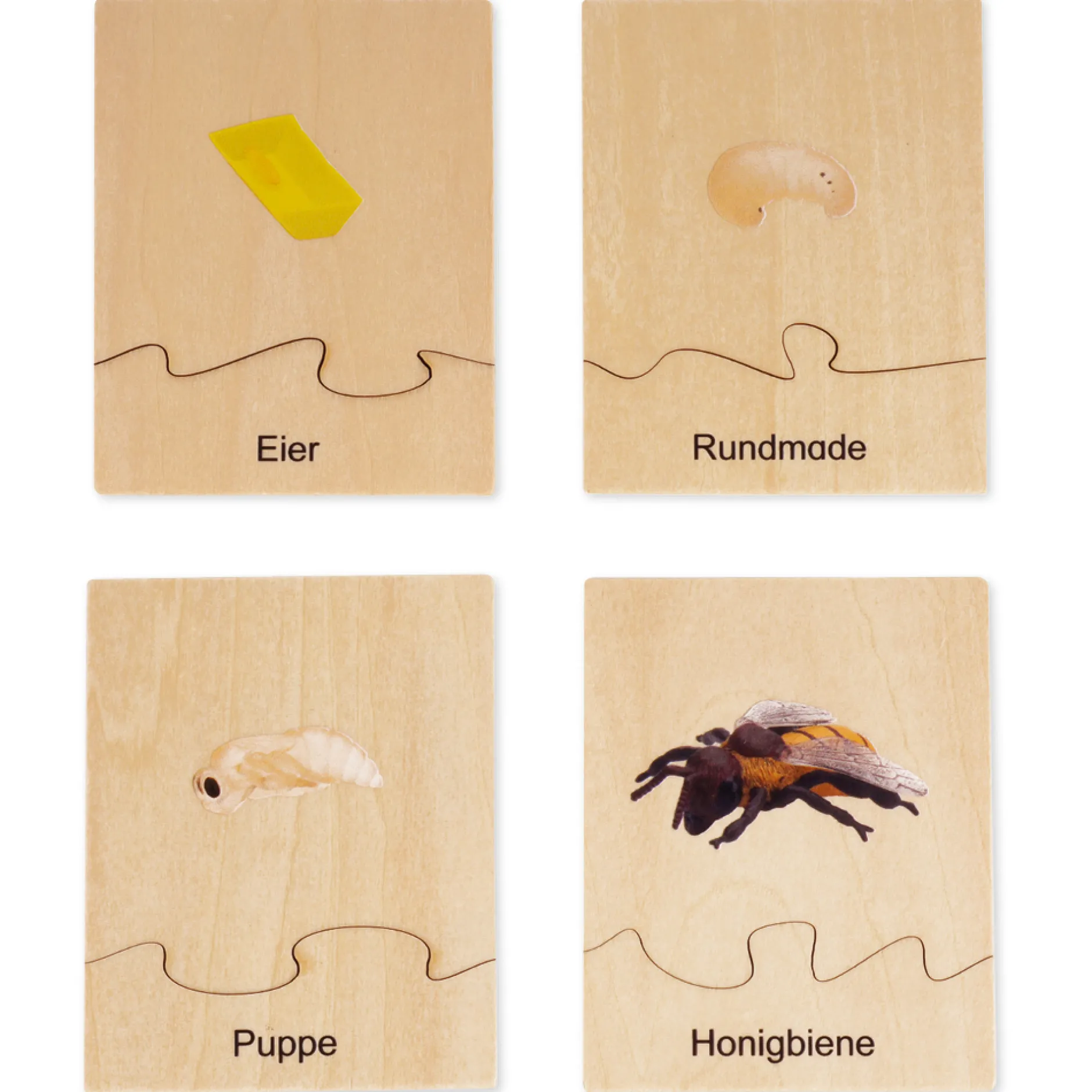 TimeTEX Lebenszyklus einer Honigbiene, in Holzbox "Montessori Premium"