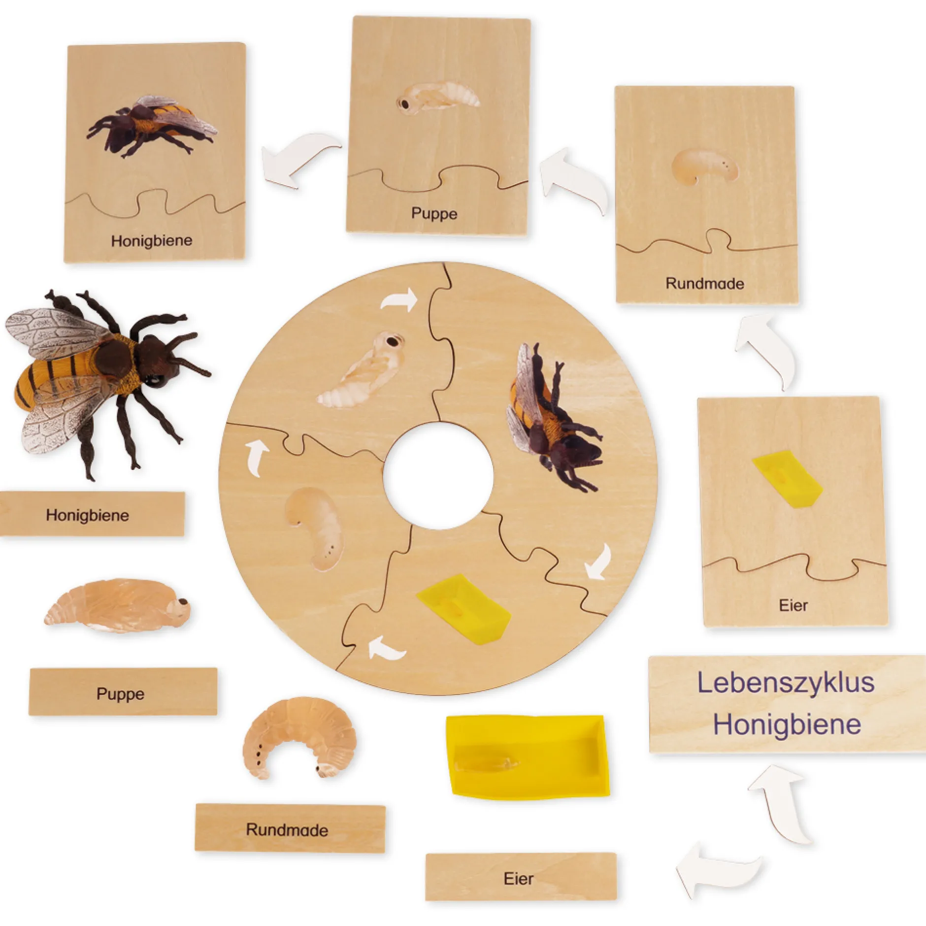 TimeTEX Lebenszyklus einer Honigbiene, in Holzbox "Montessori Premium"