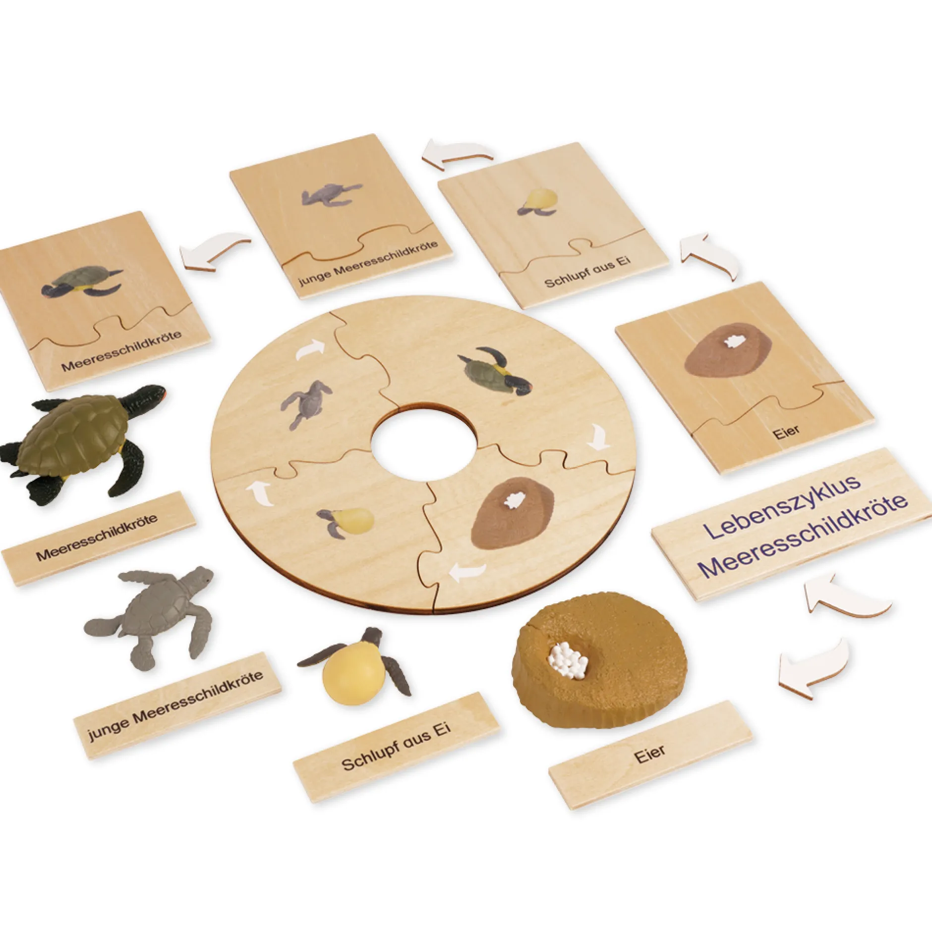 TimeTEX Lebenszyklus einer Schildkröte, in Holzbox "Montessori Premium"