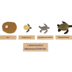 TimeTEX Lebenszyklus einer Schildkröte, in Holzbox