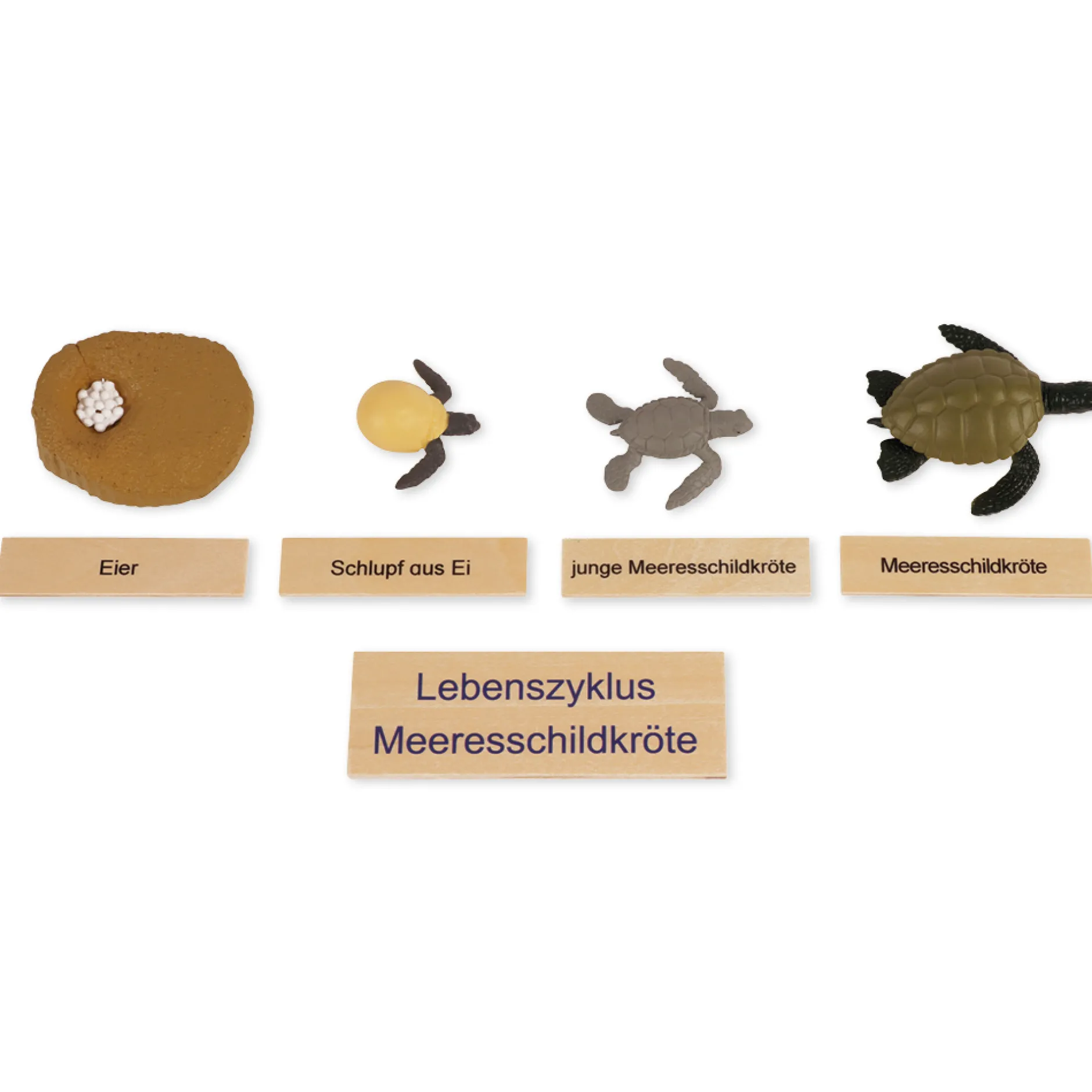 TimeTEX Lebenszyklus einer Schildkröte, in Holzbox "Montessori Premium"