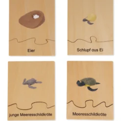 TimeTEX Lebenszyklus einer Schildkröte, in Holzbox