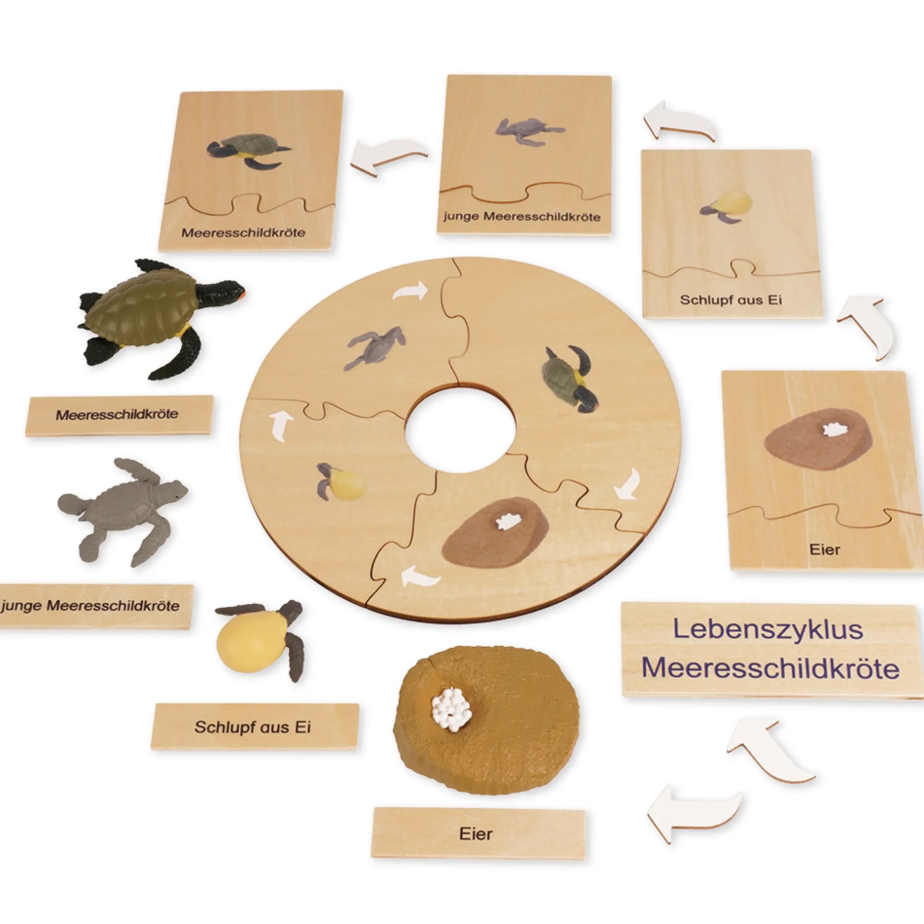 TimeTEX Lebenszyklus einer Schildkröte, in Holzbox "Montessori Premium"