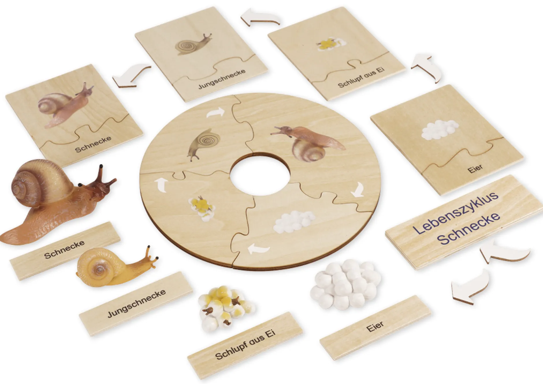 TimeTEX Lebenszyklus einer Schnecke, in Holzbox "Montessori Premium"
