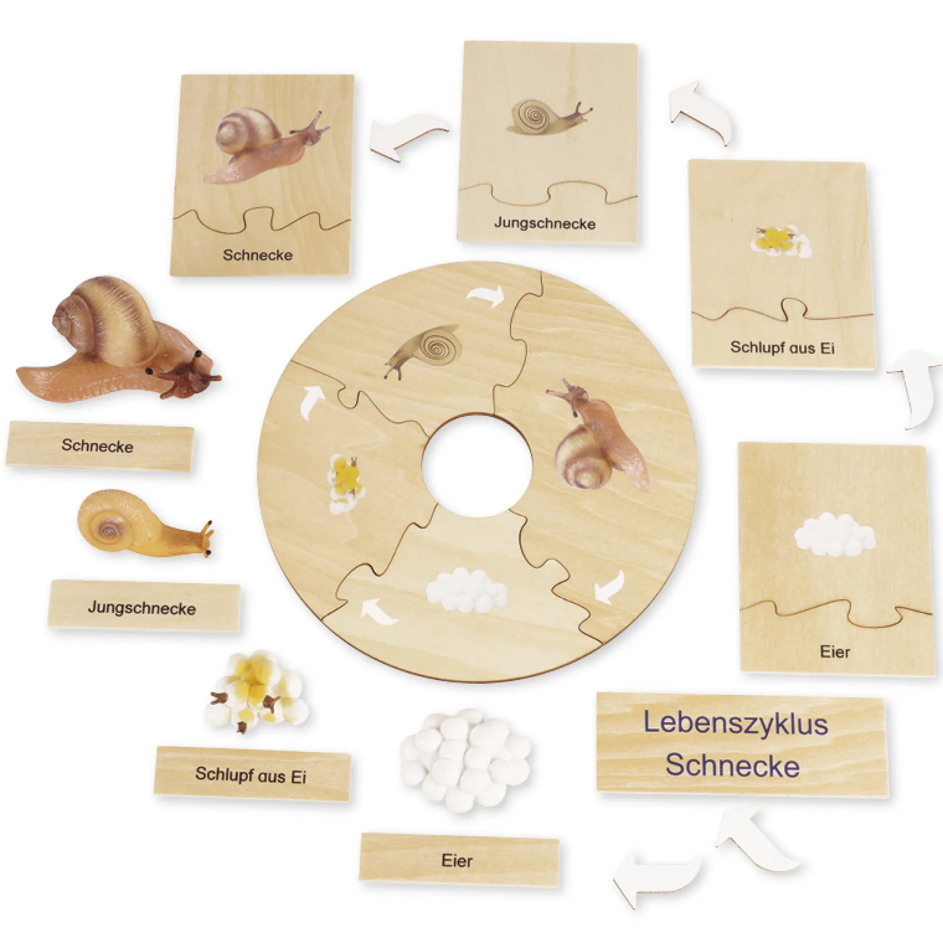 TimeTEX Lebenszyklus einer Schnecke, in Holzbox "Montessori Premium"