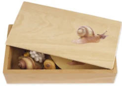 TimeTEX Lebenszyklus einer Schnecke, in Holzbox