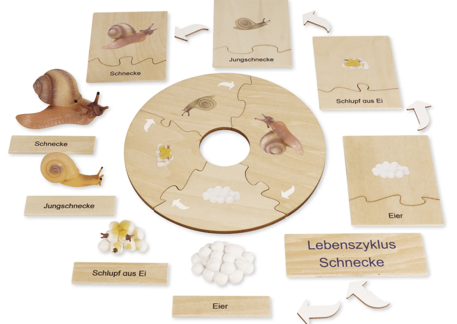TimeTEX Lebenszyklus einer Schnecke, in Holzbox "Montessori Premium"