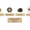 TimeTEX Lebenszyklus einer Spinne, in Holzbox "Montessori Premium"