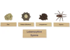 TimeTEX Lebenszyklus einer Spinne, in Holzbox "Montessori Premium"