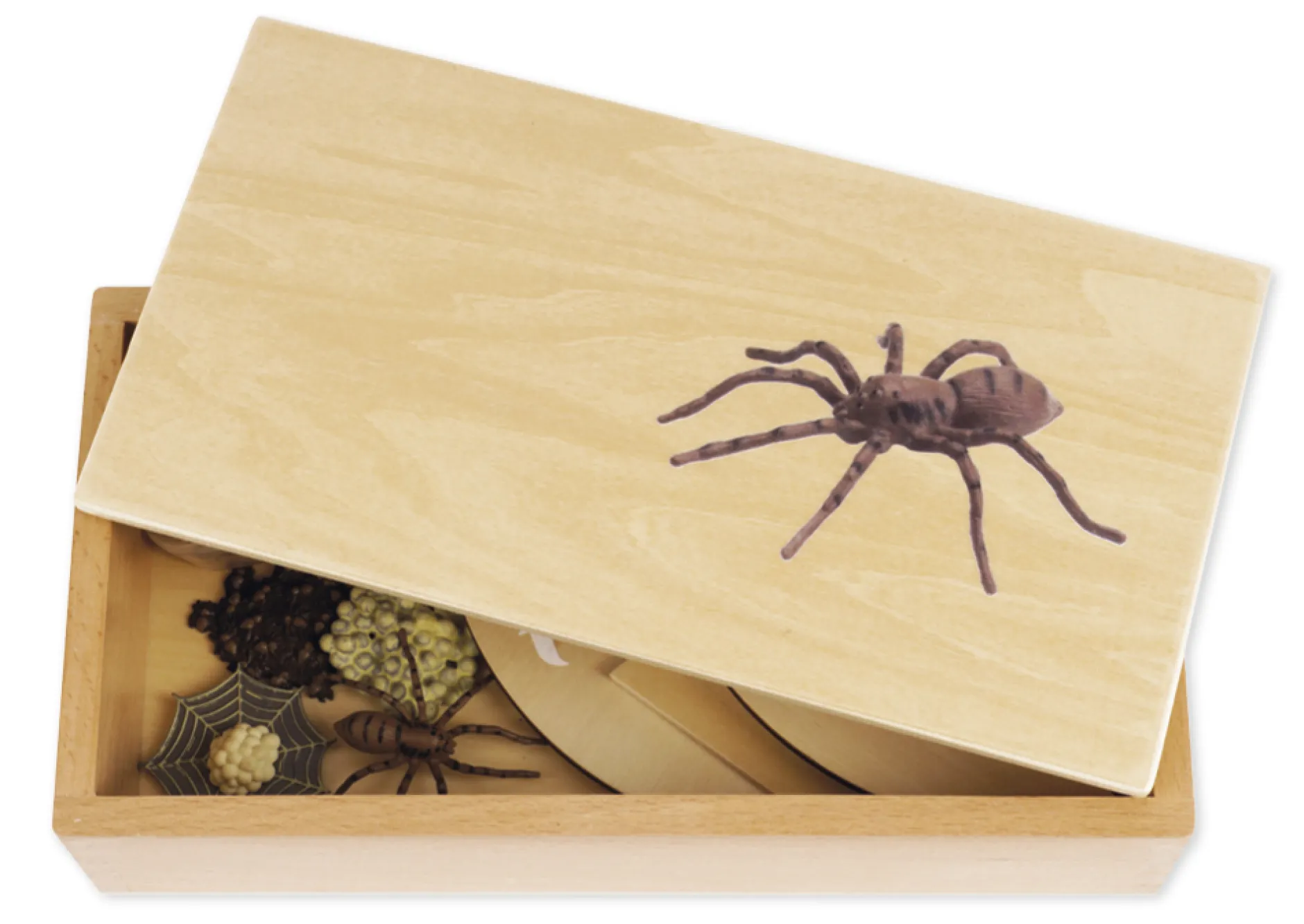 TimeTEX Lebenszyklus einer Spinne, in Holzbox "Montessori Premium"