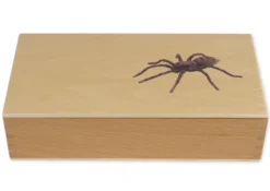 TimeTEX Lebenszyklus einer Spinne, in Holzbox