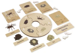 TimeTEX Lebenszyklus einer Spinne, in Holzbox
