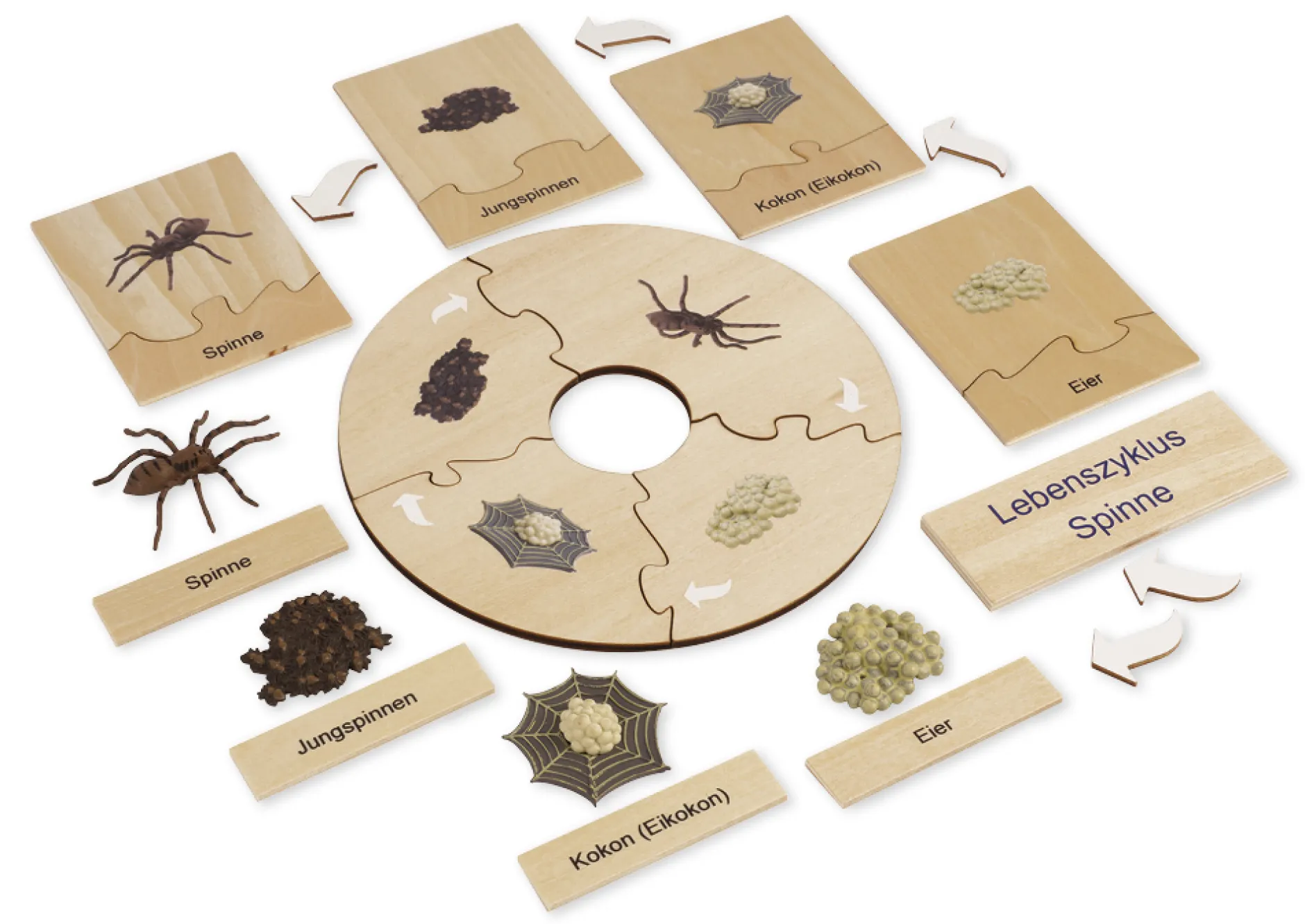 TimeTEX Lebenszyklus einer Spinne, in Holzbox "Montessori Premium"