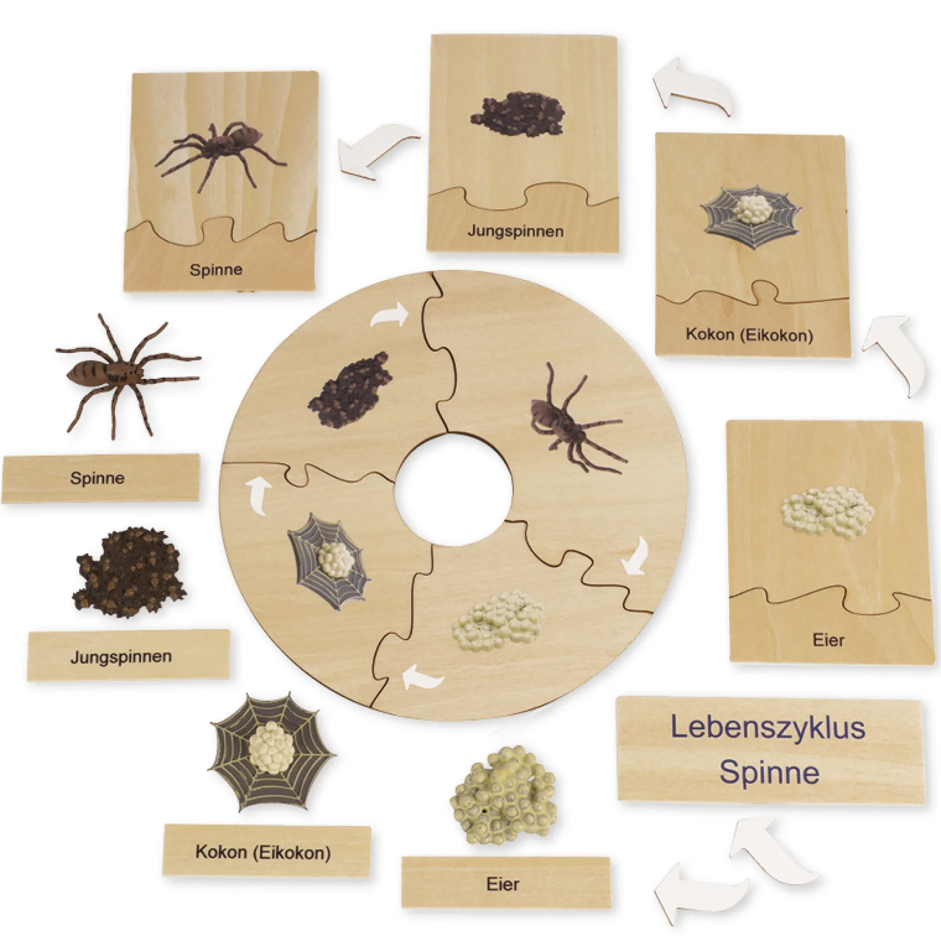 TimeTEX Lebenszyklus einer Spinne, in Holzbox "Montessori Premium"
