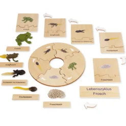 TimeTEX Lebenszyklus eines Frosches, in Holzbox