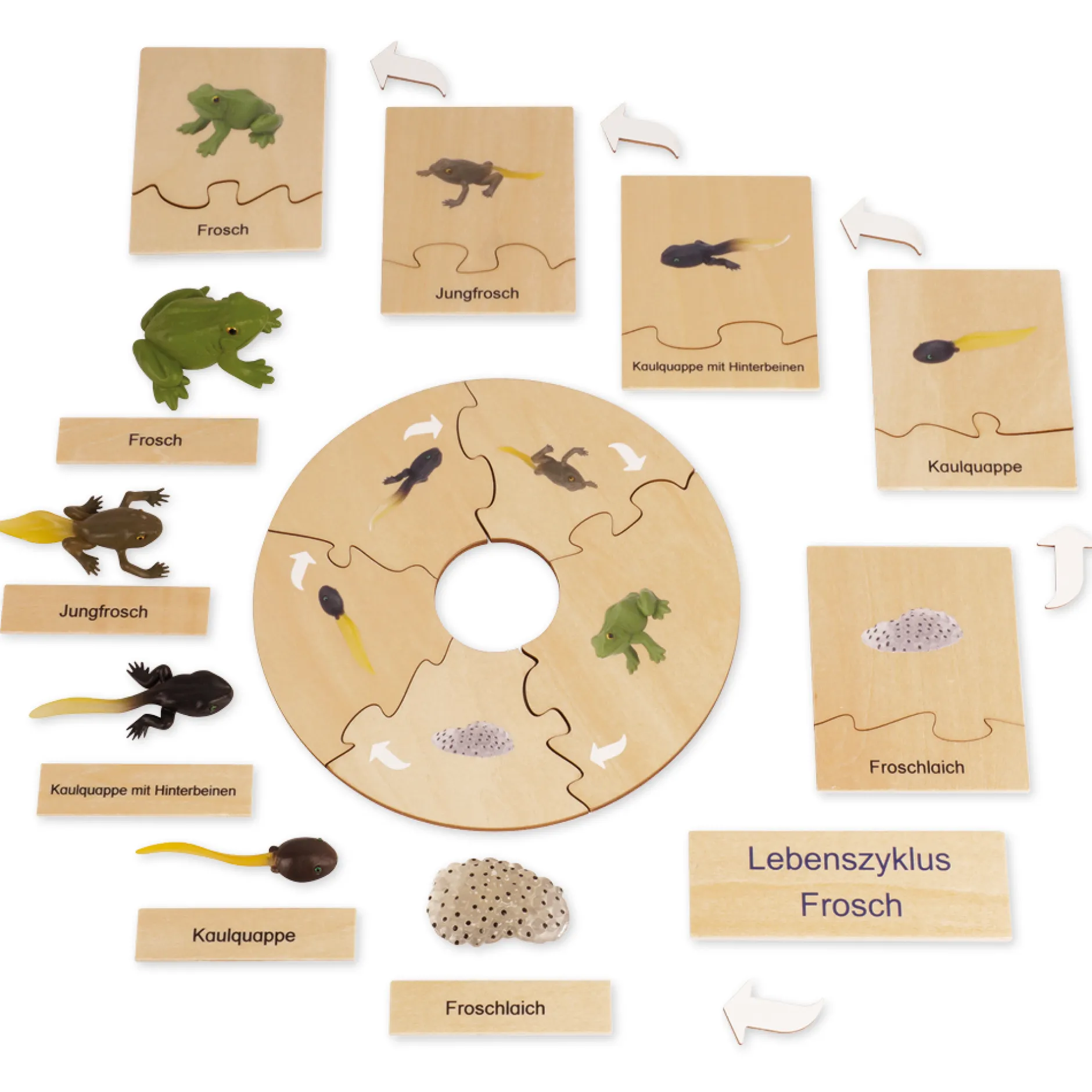 TimeTEX Lebenszyklus eines Frosches, in Holzbox "Montessori Premium"