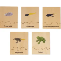 TimeTEX Lebenszyklus eines Frosches, in Holzbox