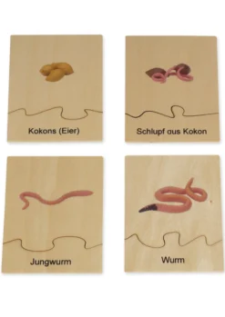 TimeTEX Lebenszyklus eines Regenwurms, in Holzbox