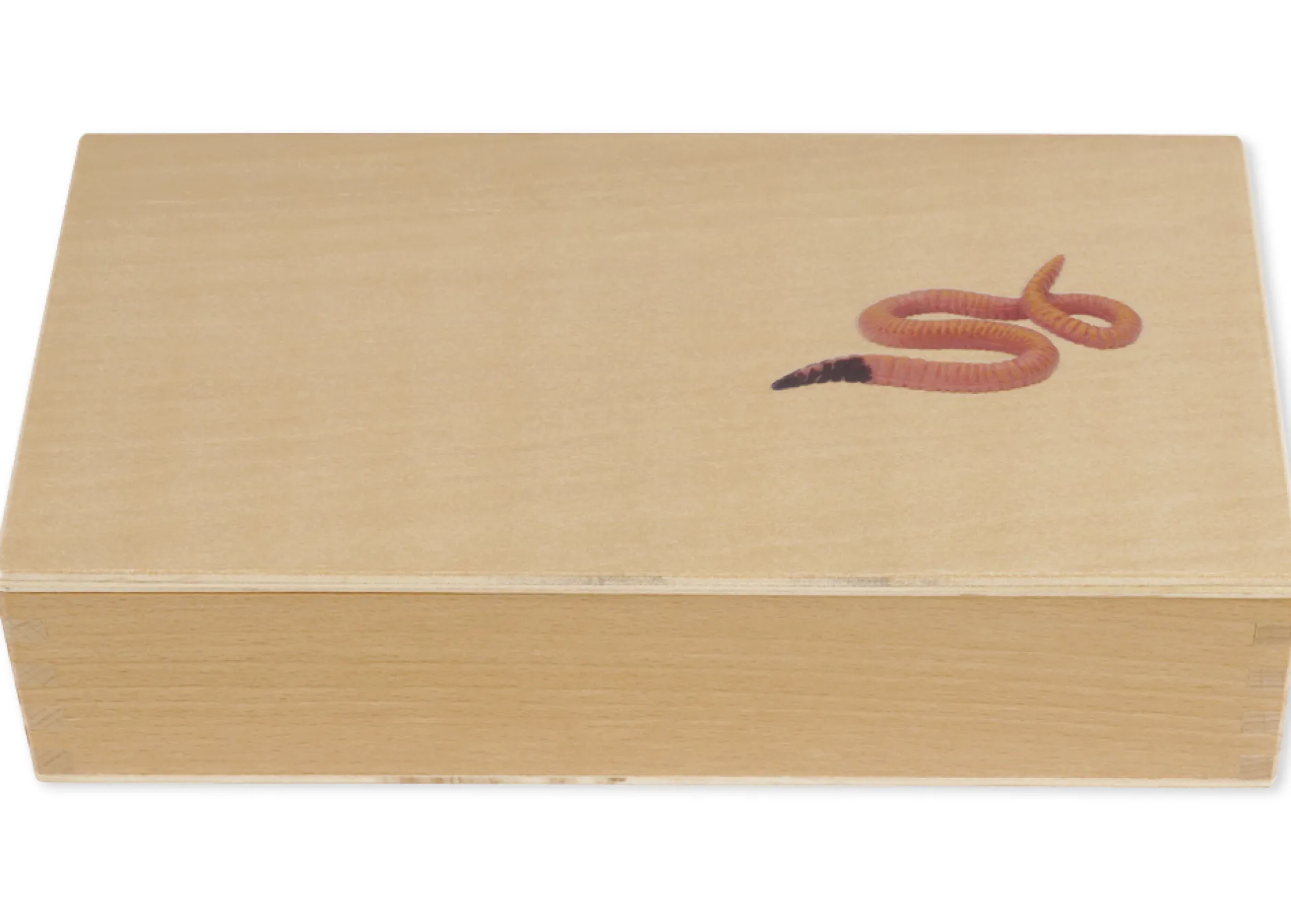 TimeTEX Lebenszyklus eines Regenwurms, in Holzbox "Montessori Premium"