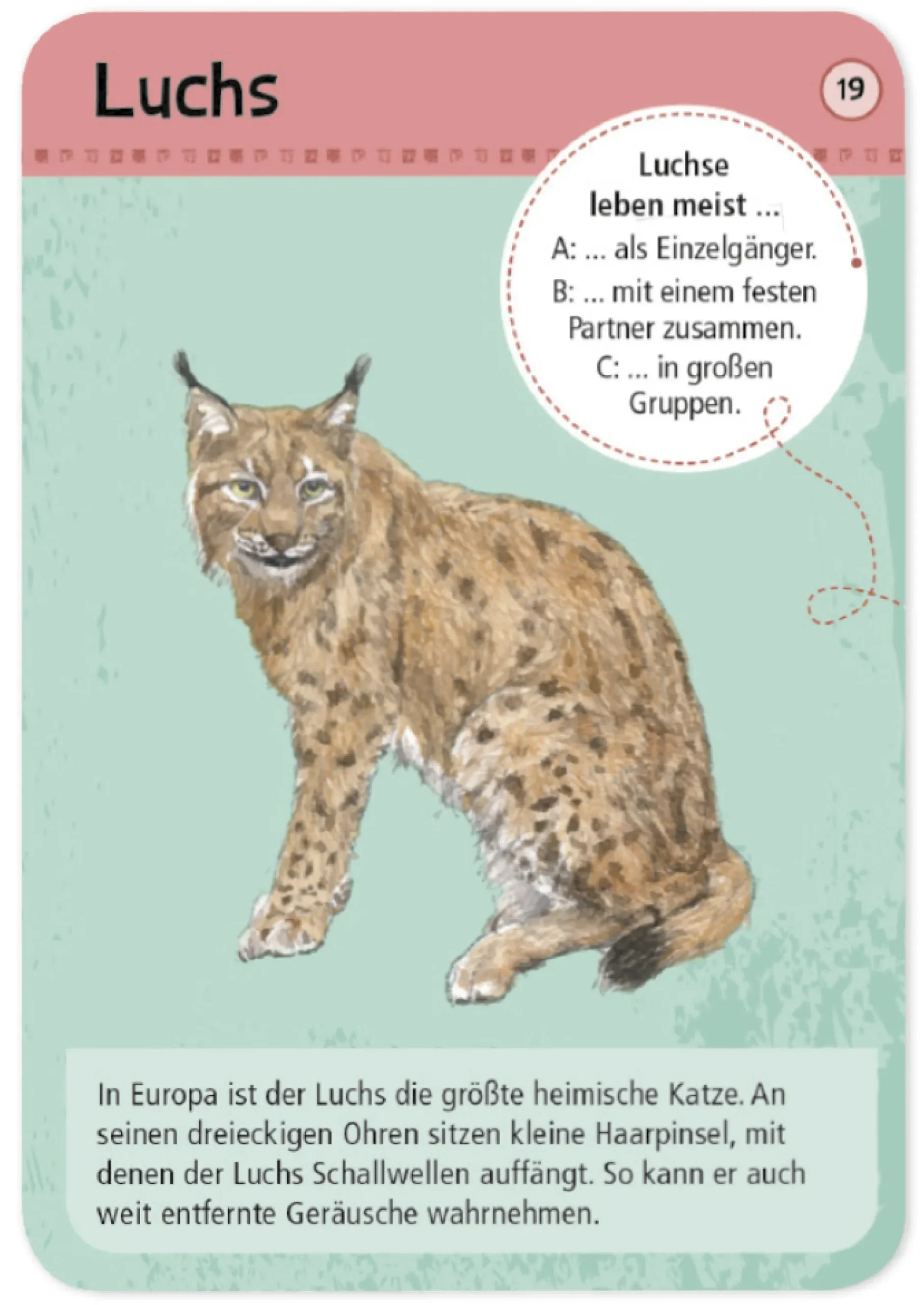 50 Wald- & Wildtiere entdecken und bestimmen